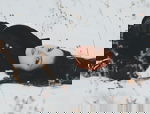Avatar for Eshaal_