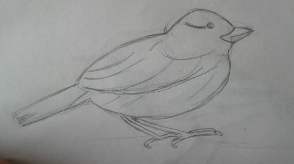 Drawing Birds Using Photo Reference.