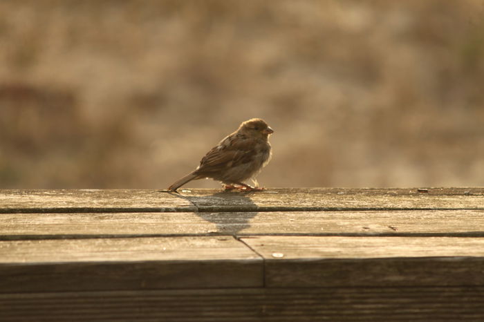 Drawing Birds Using Photo Reference.