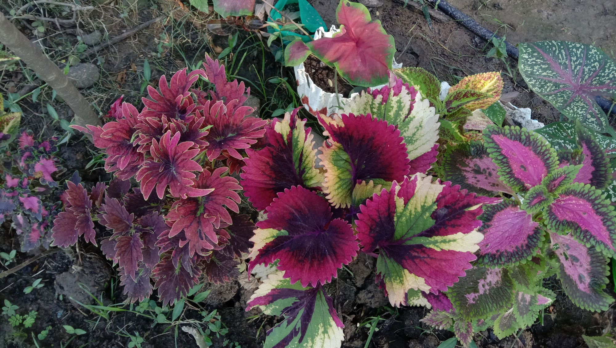 Mayana plant, not just a flower