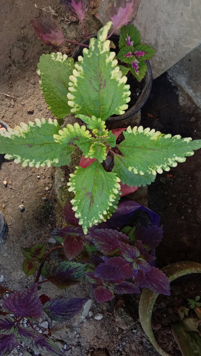 Mayana plant, not just a flower