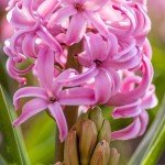 Avatar for hyacinth18
